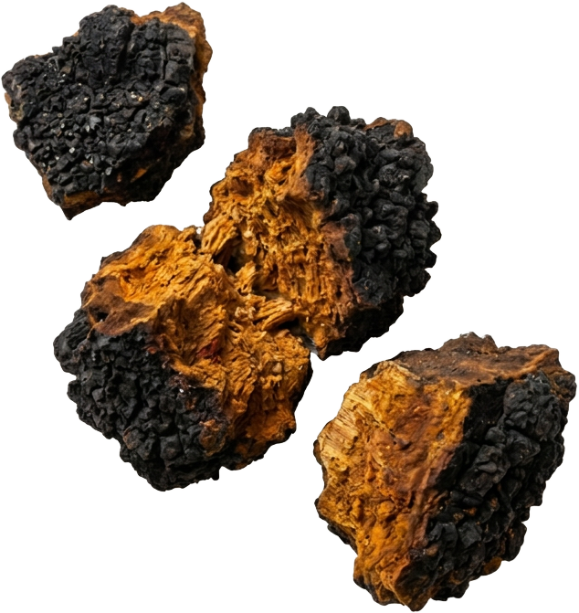 Raw chaga mushroom chunks