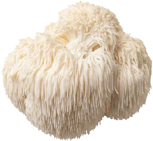 Whole lion's mane mushroom